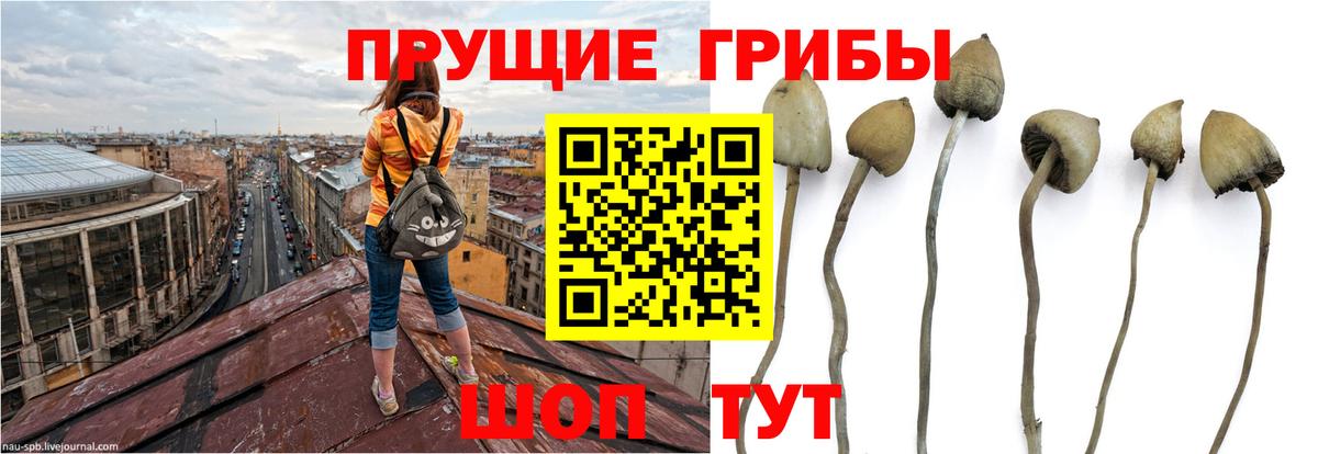 Псилоцибиновые грибы мицелий Петропавловск-Камчатский